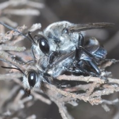 Sphex sp. (genus) (Unidentified Sphex digger wasp) at Denman Prospect, ACT - 10 Dec 2020 by Harrisi