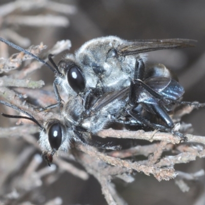 Sphex sp. (genus) (Unidentified Sphex digger wasp) at Denman Prospect, ACT - 10 Dec 2020 by Harrisi