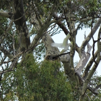 Native tree with hollow(s) (Native tree with hollow(s)) at Lilli Pilli, NSW - 11 Dec 2020 by nickhopkins