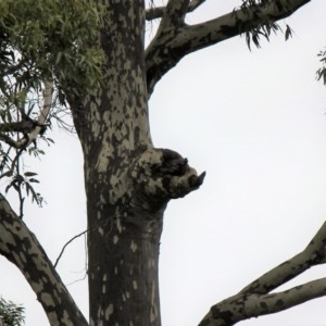 Native tree with hollow(s) at Lilli Pilli, NSW - 11 Dec 2020