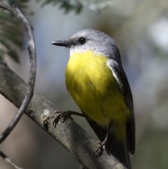 Eopsaltria australis (Eastern Yellow Robin) at Tidbinbilla Nature Reserve - 9 Dec 2020 by davidcunninghamwildlife