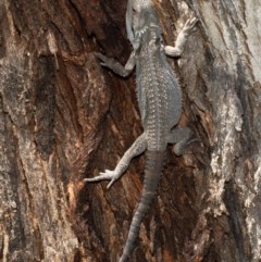 Pogona barbata (Eastern Bearded Dragon) at Holt, ACT - 10 Dec 2020 by Roger