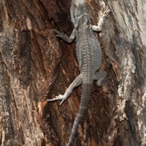 Pogona barbata at Holt, ACT - suppressed