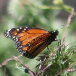 Danaus plexippus at Mount Clear, ACT - 11 Dec 2020