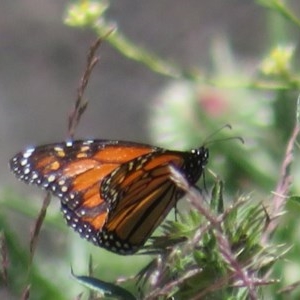 Danaus plexippus at Mount Clear, ACT - 11 Dec 2020 02:14 PM