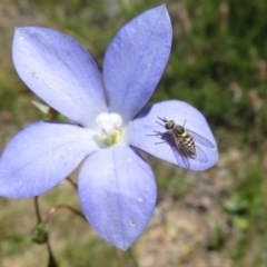 Australiphthiria hilaris (Slender Bee Fly) at Mount Clear, ACT - 11 Dec 2020 by Christine