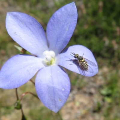 Australiphthiria hilaris (Slender Bee Fly) at Namadgi National Park - 11 Dec 2020 by Christine