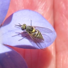 Australiphthiria hilaris at Mount Clear, ACT - 11 Dec 2020