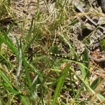 Synthemis eustalacta (Swamp Tigertail) at Namadgi National Park - 11 Dec 2020 by Christine