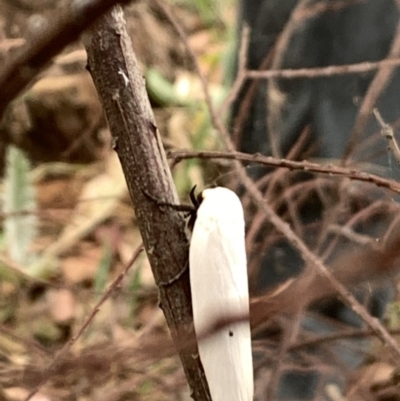 Maroga melanostigma (Pecan Stem Girdler) at Fyshwick, ACT - 12 Dec 2020 by OllieCal