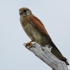 Falco cenchroides (Nankeen Kestrel) at Mount Taylor - 10 Dec 2020 by MatthewFrawley