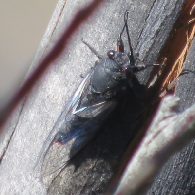 Yoyetta sp. (genus) (Firetail or Ambertail Cicada) at Booth, ACT - 10 Dec 2020 by Christine