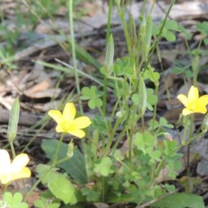 Oxalis perennans at Conder, ACT - 3 Nov 2020