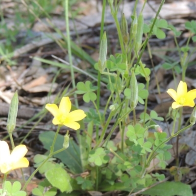 Oxalis perennans (Grassland Wood Sorrel) at Conder, ACT - 3 Nov 2020 by MichaelBedingfield