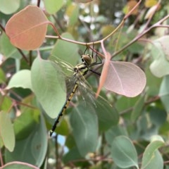 Hemicordulia tau (Tau Emerald) at Fyshwick, ACT - 11 Dec 2020 by OllieCal