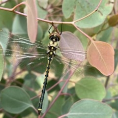 Hemicordulia tau at Fyshwick, ACT - 12 Dec 2020 10:34 AM