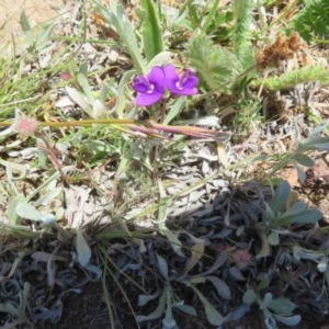 Swainsona sp. at Mount Clear, ACT - 11 Dec 2020