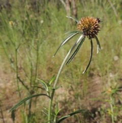 Euchiton sphaericus (Star Cudweed) at Conder, ACT - 3 Nov 2020 by michaelb