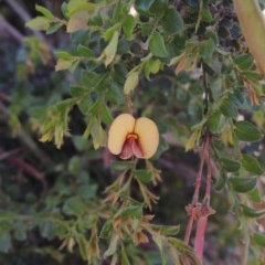 Bossiaea buxifolia (Matted Bossiaea) at Tuggeranong Hill - 3 Nov 2020 by michaelb