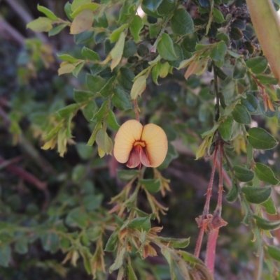 Bossiaea buxifolia (Matted Bossiaea) at Conder, ACT - 3 Nov 2020 by michaelb