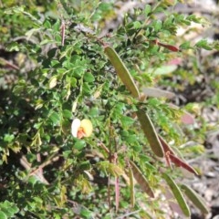 Bossiaea buxifolia at Conder, ACT - 3 Nov 2020