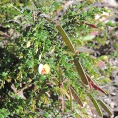 Bossiaea buxifolia at Conder, ACT - 3 Nov 2020 05:43 PM