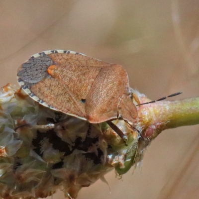 Dictyotus conspicuus (A shield or stink bug) at Dryandra St Woodland - 11 Dec 2020 by ConBoekel