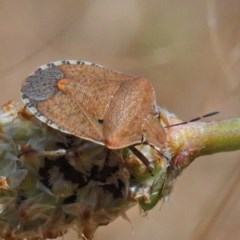 Dictyotus conspicuus (A shield or stink bug) at O'Connor, ACT - 11 Dec 2020 by ConBoekel