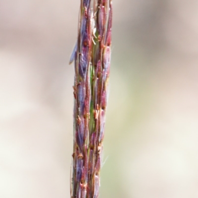 Bothriochloa macra (Red Grass, Red-leg Grass) at Dryandra St Woodland - 11 Dec 2020 by ConBoekel