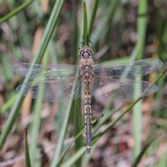 Hemicordulia tau (Tau Emerald) at Dryandra St Woodland - 11 Dec 2020 by ConBoekel