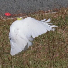 Cacatua galerita (Sulphur-crested Cockatoo) at O'Connor, ACT - 11 Dec 2020 by ConBoekel