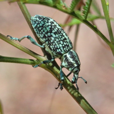 Chrysolopus spectabilis (Botany Bay Weevil) at Dryandra St Woodland - 11 Dec 2020 by ConBoekel