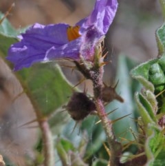 Solanum cinereum (Narrawa Burr) at O'Connor, ACT - 11 Dec 2020 by ConBoekel