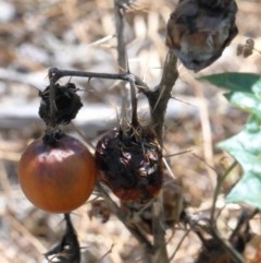 Solanum cinereum at O'Connor, ACT - 11 Dec 2020