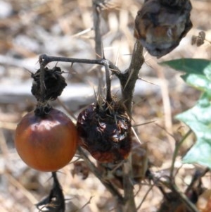 Solanum cinereum at O'Connor, ACT - 11 Dec 2020