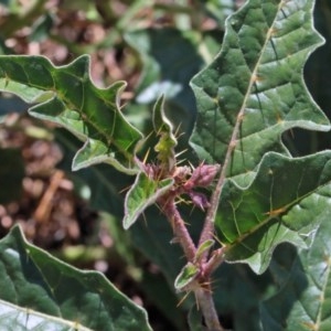 Solanum cinereum at O'Connor, ACT - 11 Dec 2020