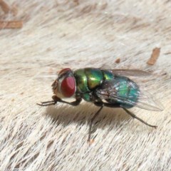 Lucilia cuprina (Australian sheep blowfly) at Dryandra St Woodland - 11 Dec 2020 by ConBoekel