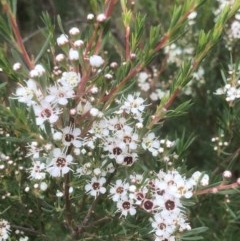 Kunzea ericoides (Burgan) at Bruce, ACT - 12 Dec 2020 by goyenjudy