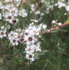 Kunzea ericoides at Bruce, ACT - 12 Dec 2020 10:55 AM