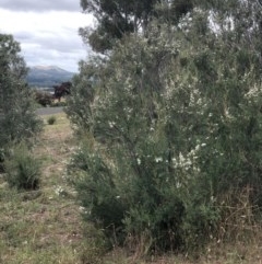 Kunzea ericoides at Bruce, ACT - 12 Dec 2020