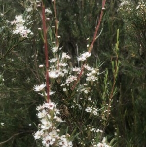 Kunzea ericoides at Bruce, ACT - 12 Dec 2020 10:55 AM