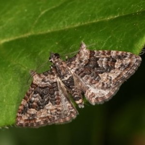 Phrissogonus laticostata at Melba, ACT - 16 Nov 2020