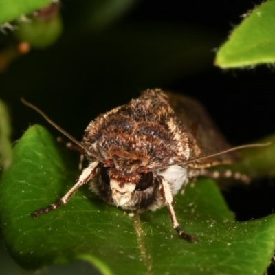 Agrotis (genus) at Melba, ACT - 16 Nov 2020 by kasiaaus