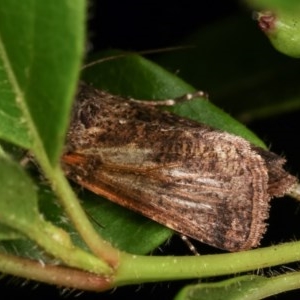 Agrotis (genus) at Melba, ACT - 16 Nov 2020 09:18 PM