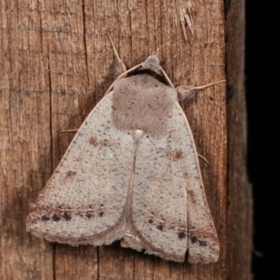 Pantydia sparsa (Noctuid Moth) at Melba, ACT - 16 Nov 2020 by kasiaaus