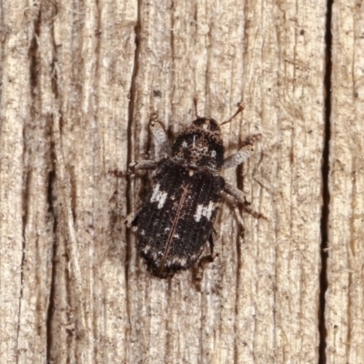 Achopera maculata (Weevil) at Melba, ACT - 16 Nov 2020 by kasiaaus