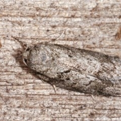 Philobota philostaura at Melba, ACT - 16 Nov 2020