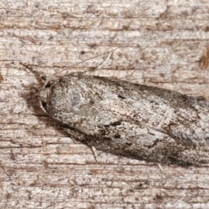 Philobota philostaura at Melba, ACT - 16 Nov 2020