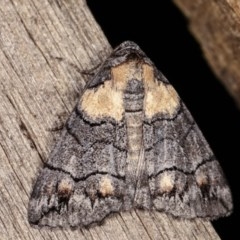 Dysbatus singularis (Dry-country Line-moth) at Melba, ACT - 16 Nov 2020 by kasiaaus