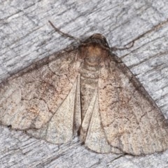 Dysbatus undescribed species (A Line-moth) at Melba, ACT - 16 Nov 2020 by kasiaaus